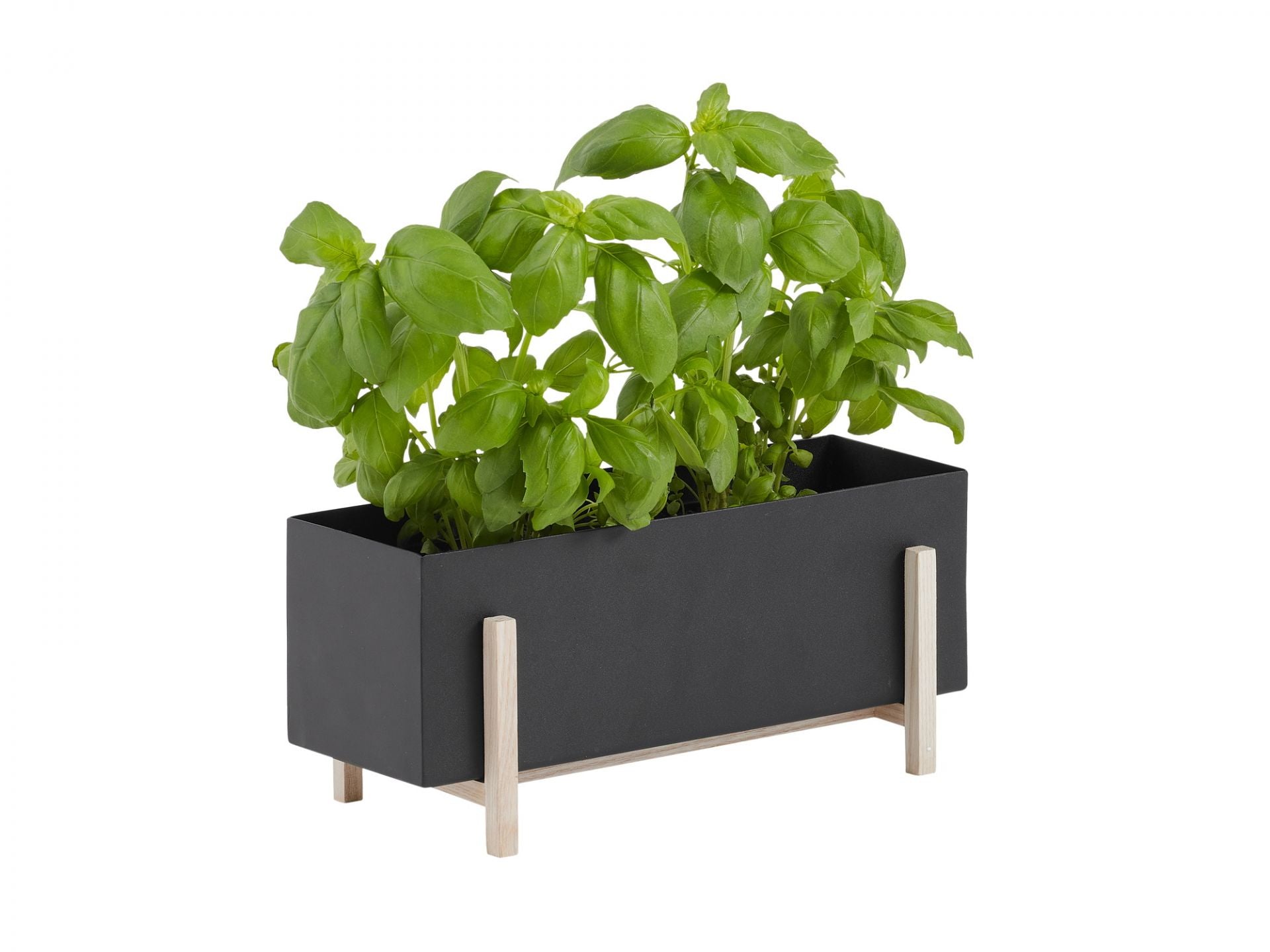 Botanic Herb Box Blumentopf