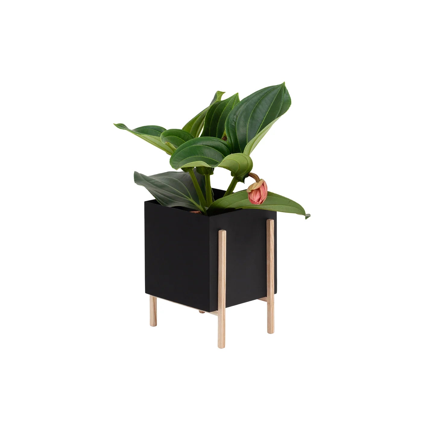 Botanic Pot Blumentopf